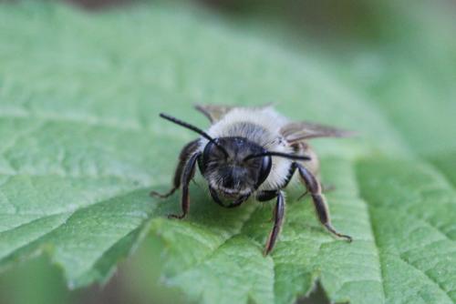 Andrena sp.